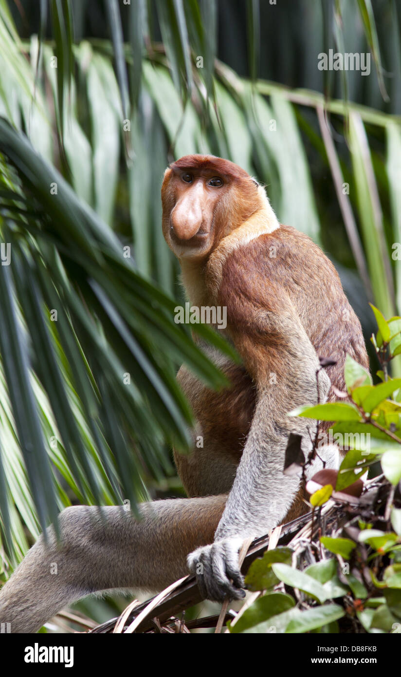 Homme Singe Proboscis, Nasalis larvatus, assis dans un arbre, parc national de Bako, Sarawak, Malaisie Banque D'Images