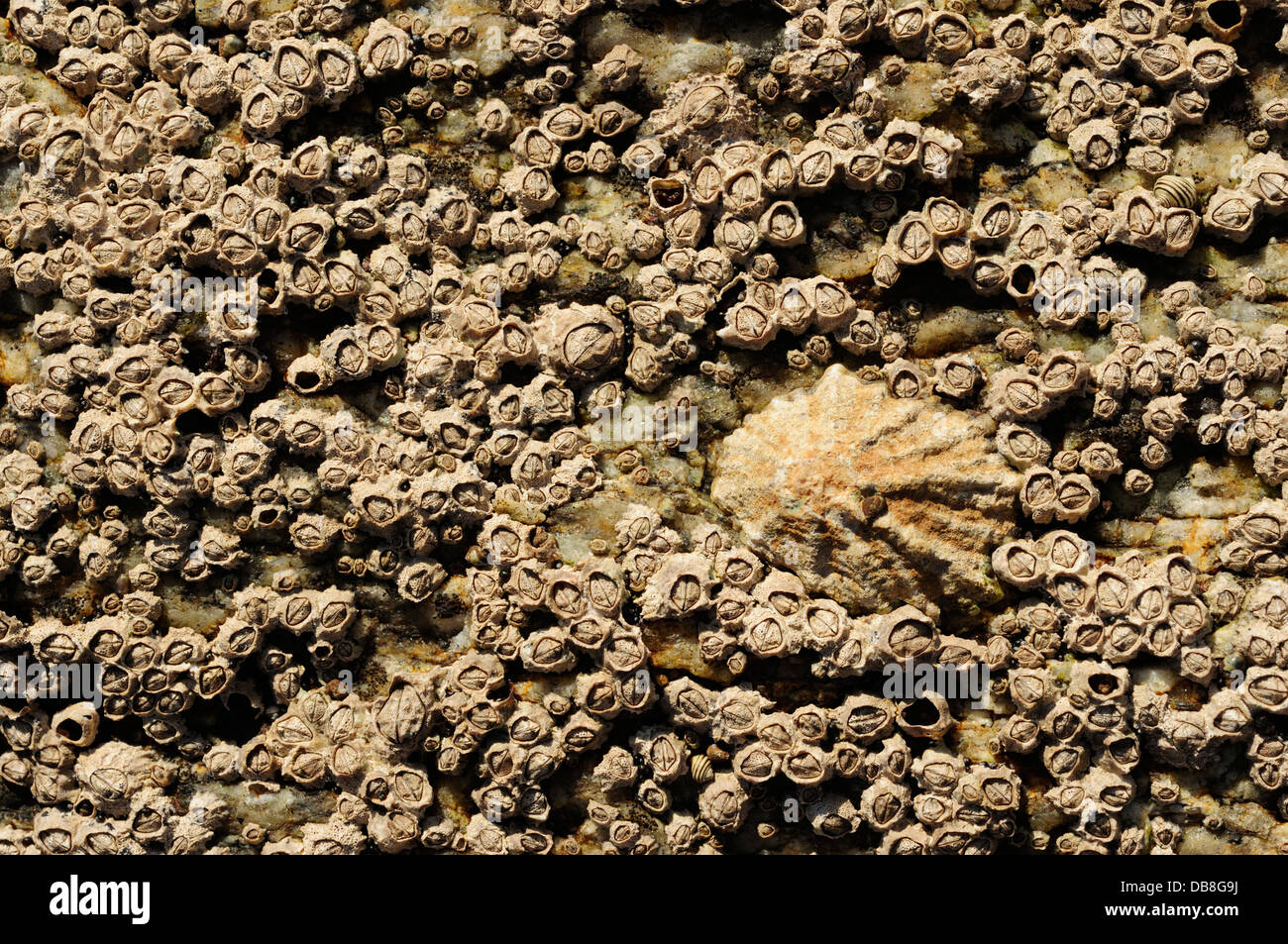 Les patelles et les glands de la mer couvrant une aire marine rock Banque D'Images