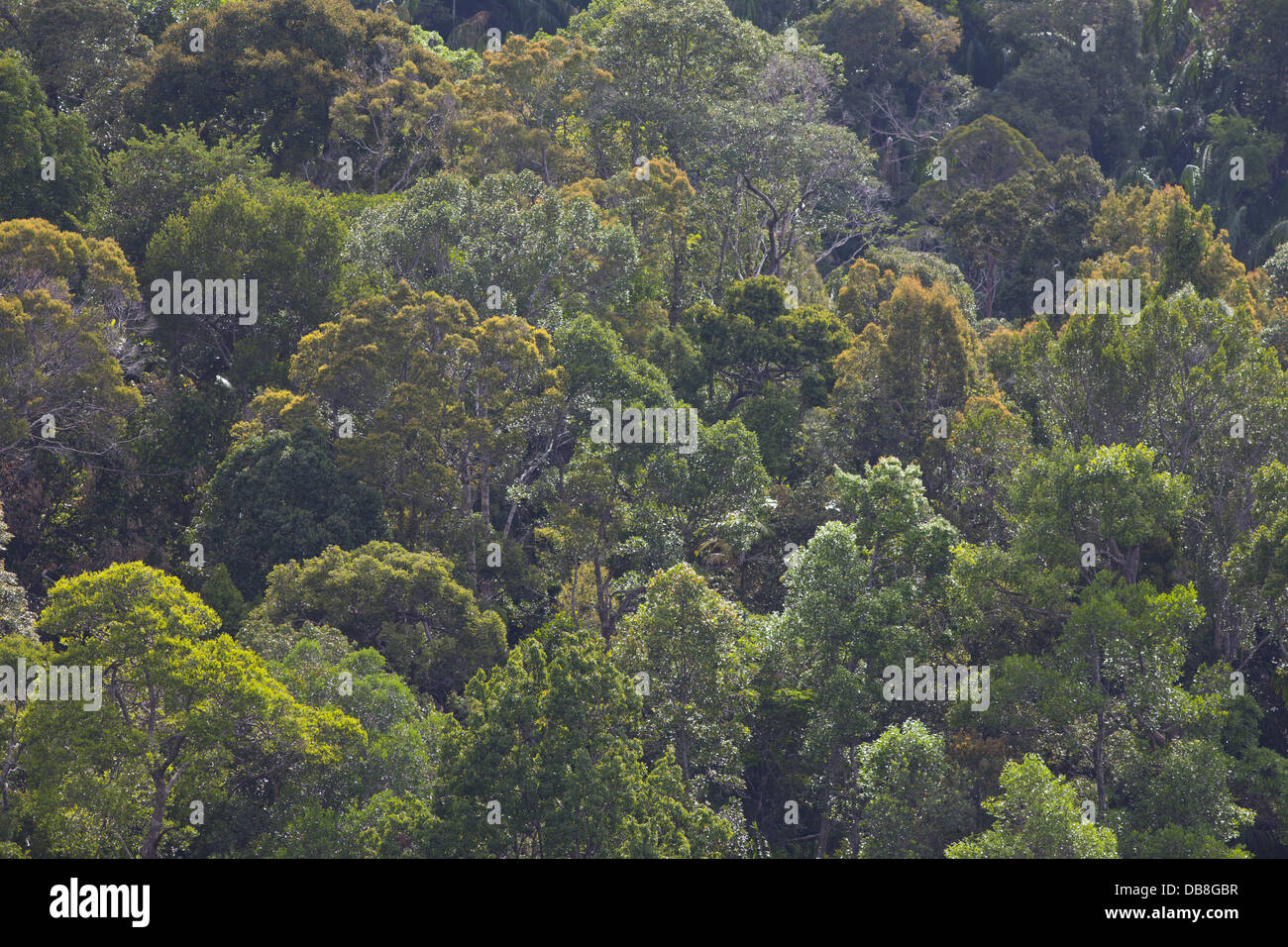Avis de forêt tropicale au Parc national de Bako, Sarawak, Malaisie Banque D'Images