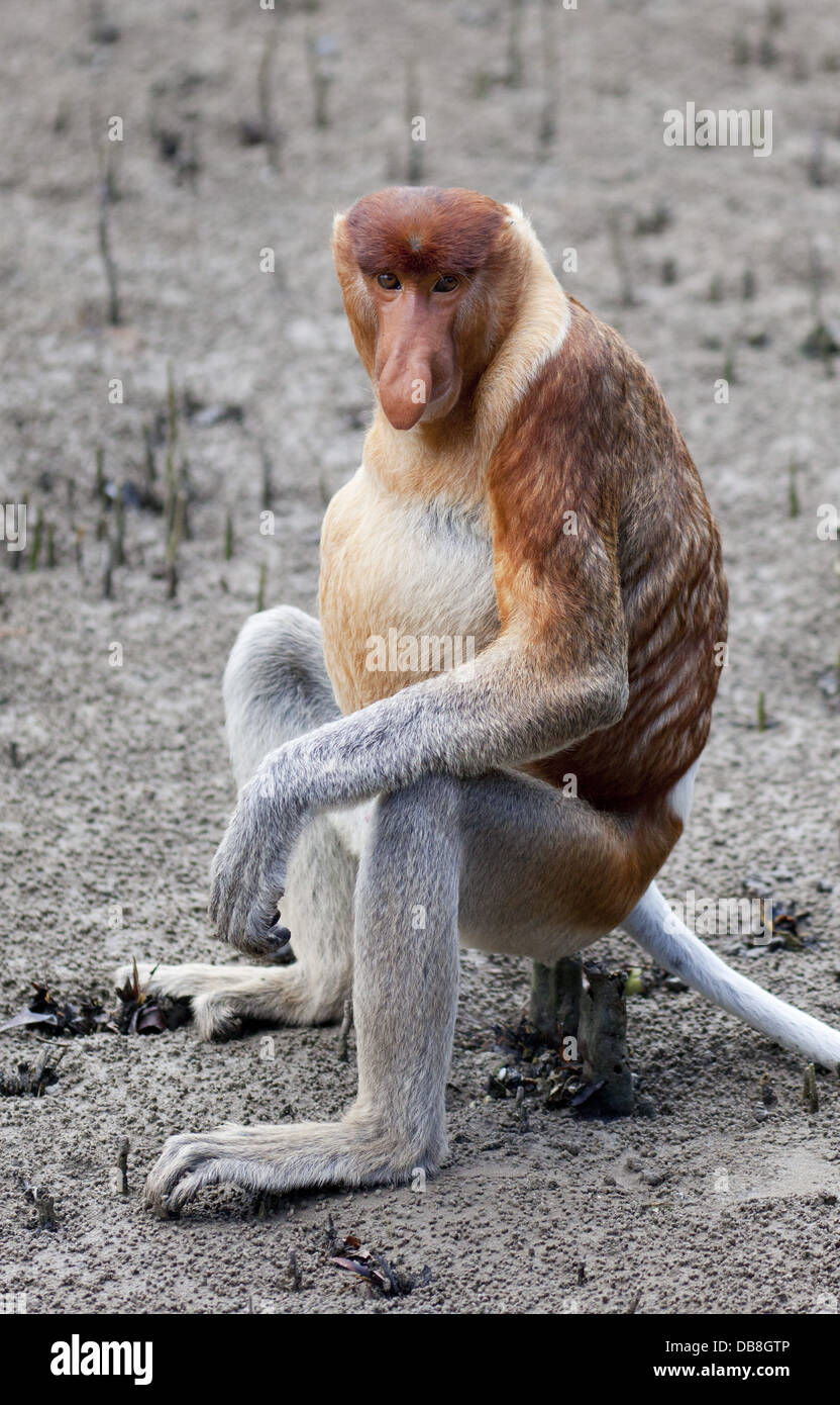 Homme Singe Proboscis, Nasalis larvatus, assis sur les racines de la mangrove sur la plage, parc national de Bako, Sarawak, Malaisie Banque D'Images