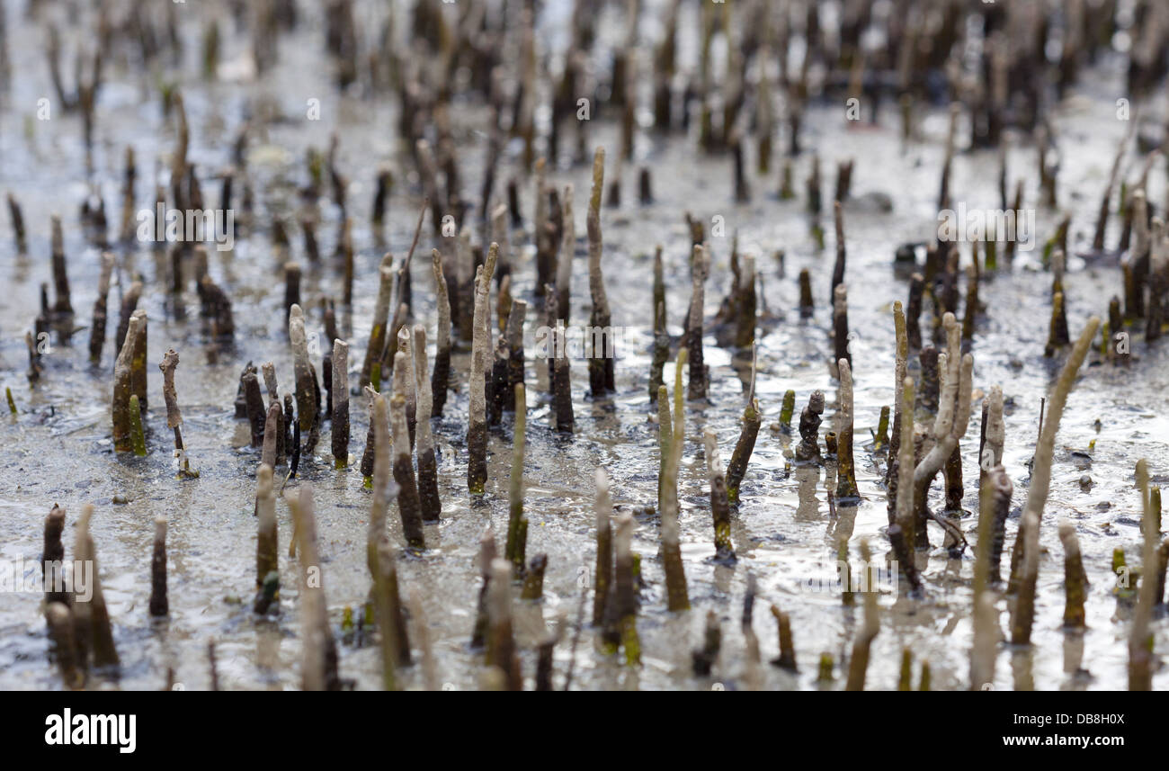 Les racines de mangrove sur une plage, parc national de Bako, Sarawak, Malaisie Banque D'Images