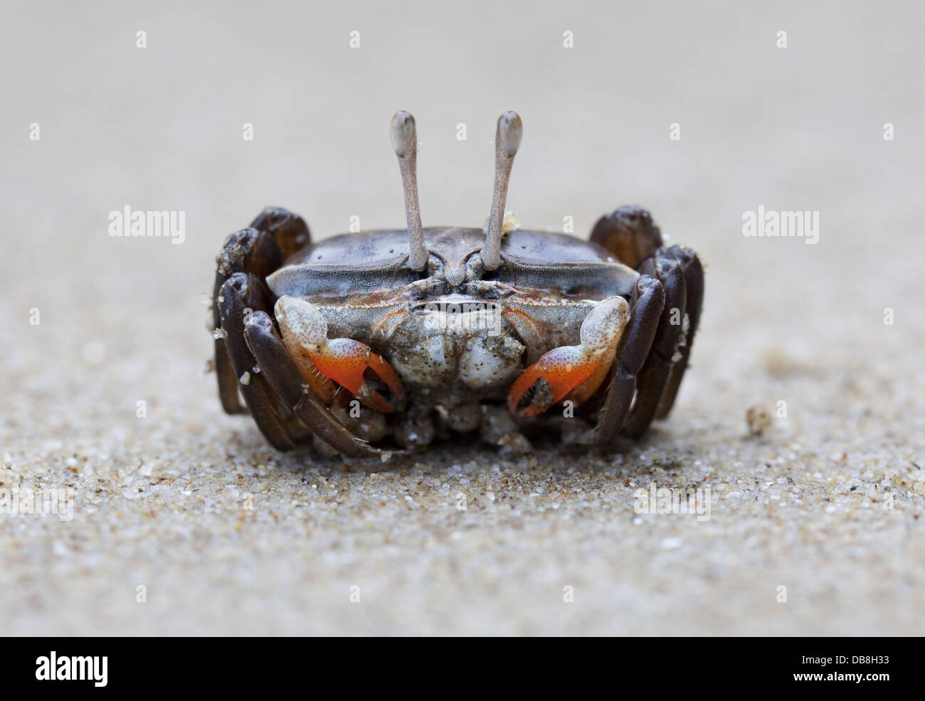 Petit crabe, parc national de Bako, Sarawak, Malaisie Banque D'Images