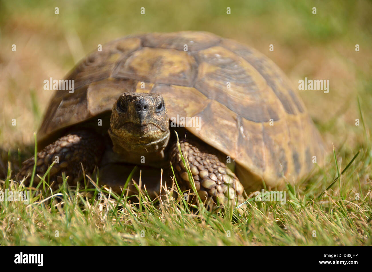 Une tortue Banque D'Images