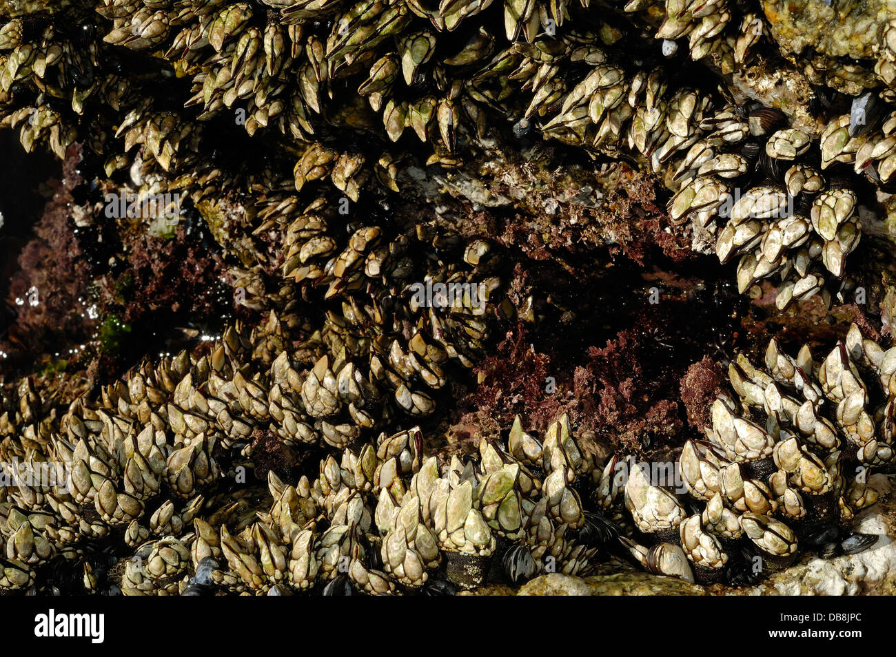 Les roches côtières couvertes à Goose barnacles (pollicipes pollicipes) et d'autres coquillages Banque D'Images