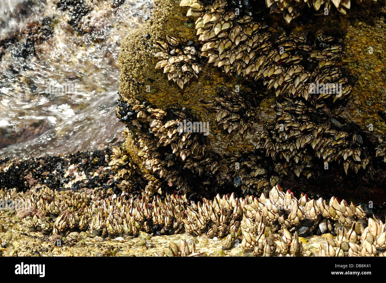 Les roches côtières couvertes à Goose barnacles (pollicipes pollicipes) et d'autres coquillages Banque D'Images