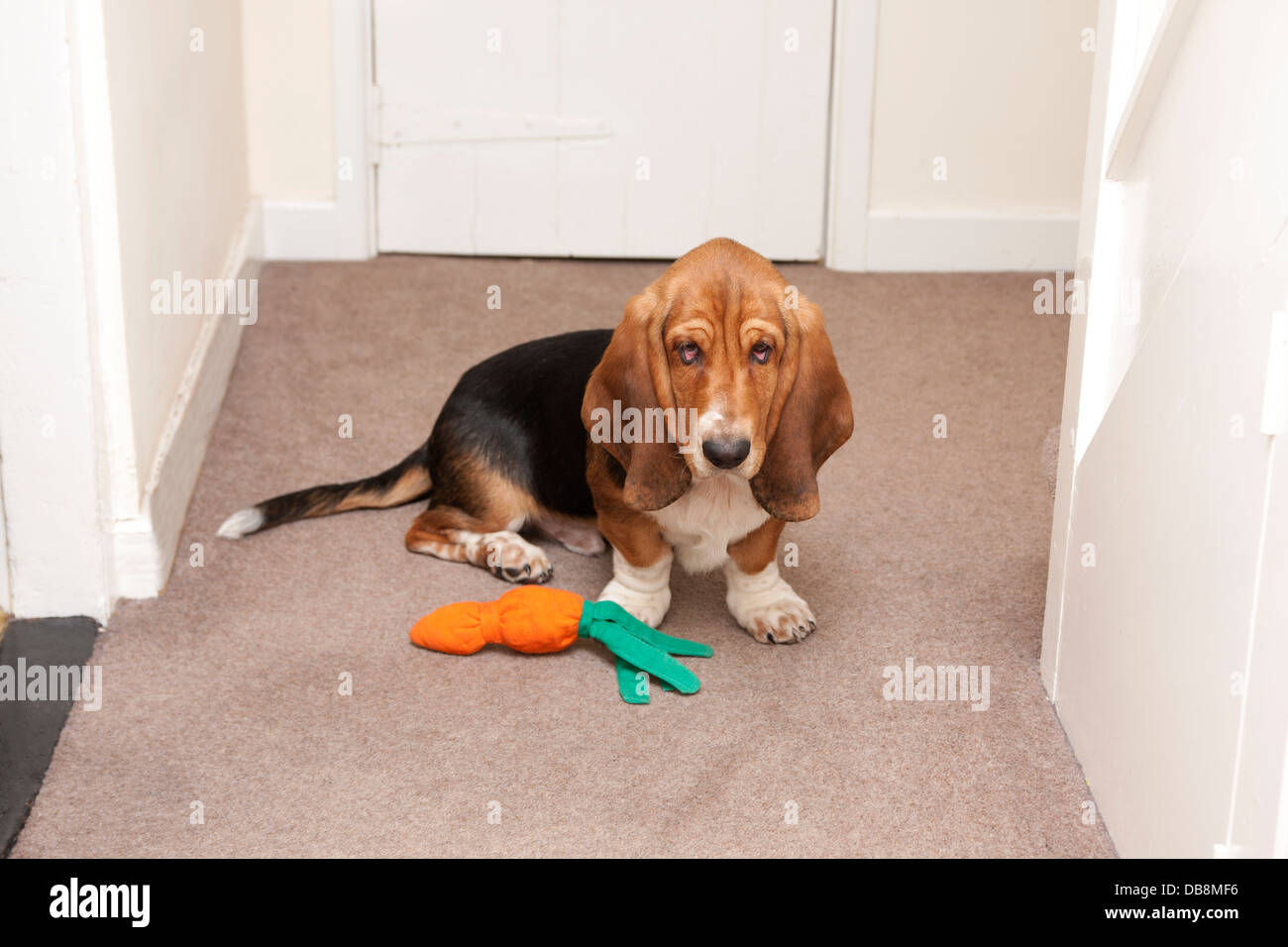 Bassett hound puppy sitting with toy Banque D'Images