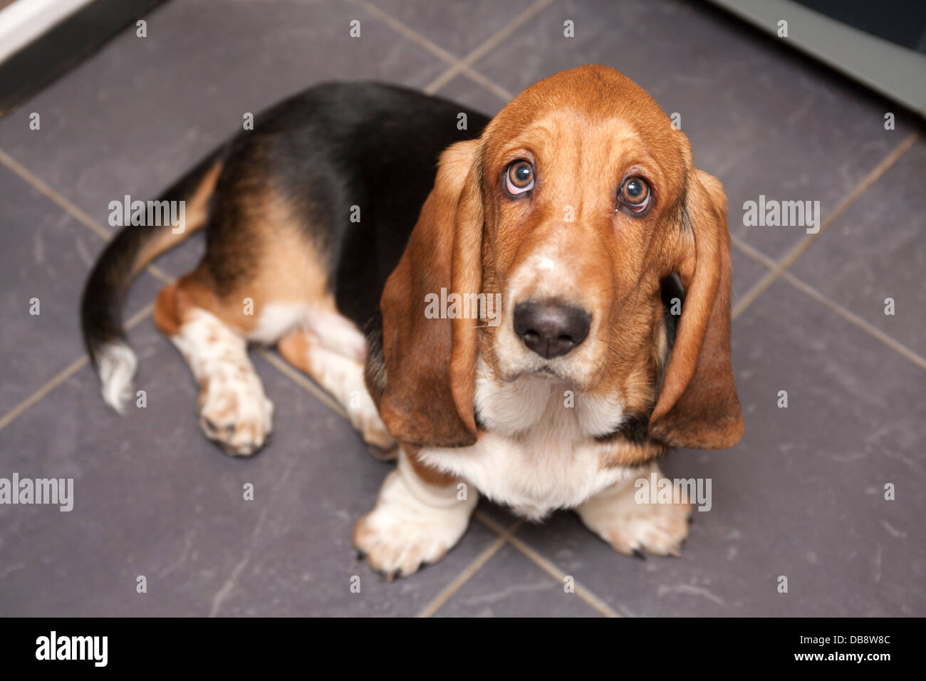 Bassett hound chiot Banque D'Images