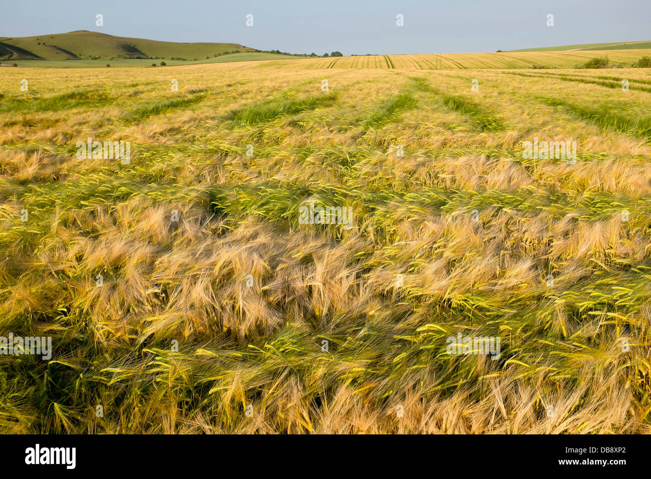 La culture du blé dans la région de Farm Field Banque D'Images
