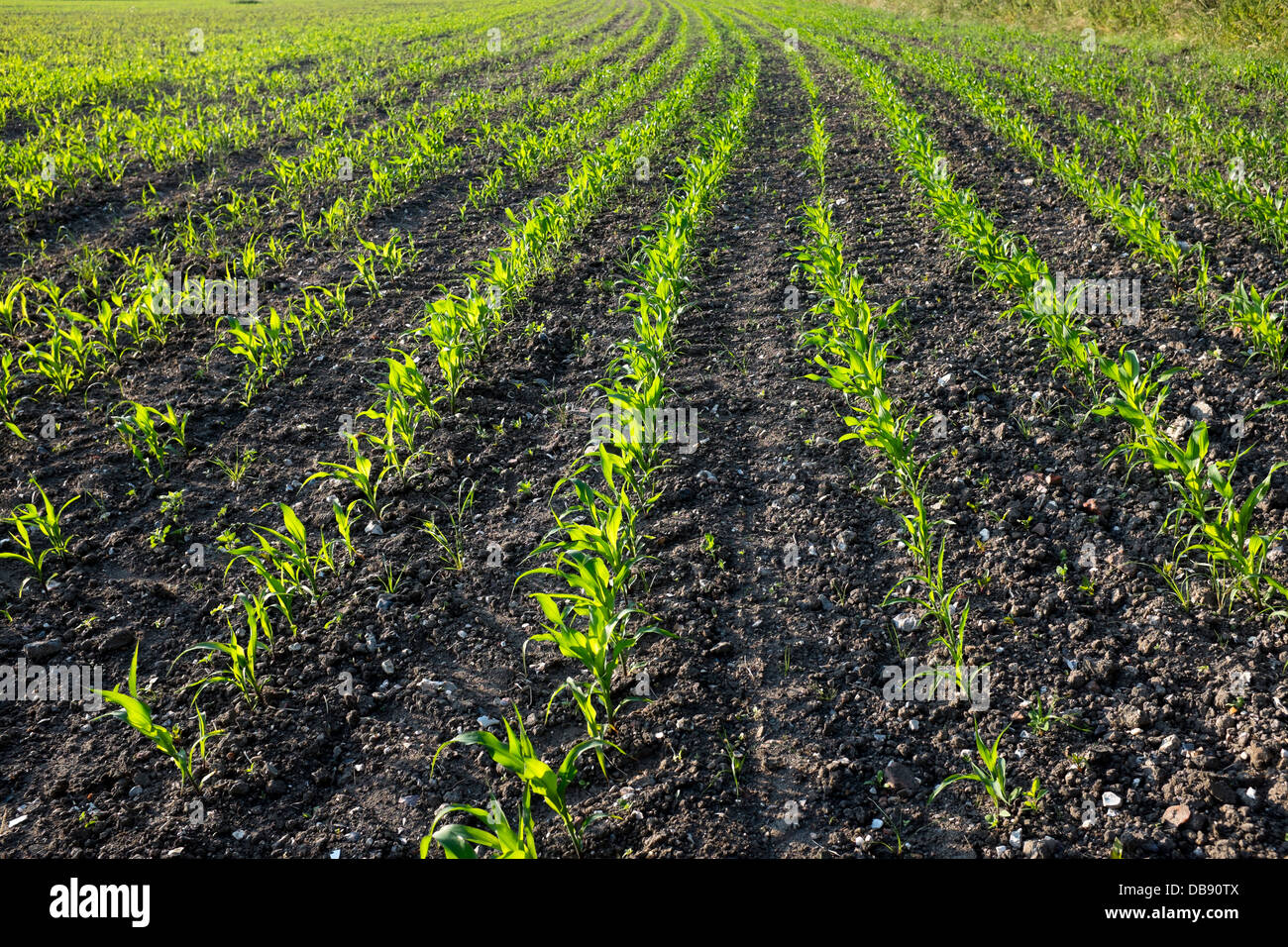 Les jeunes plants de maïs Farm Field Banque D'Images
