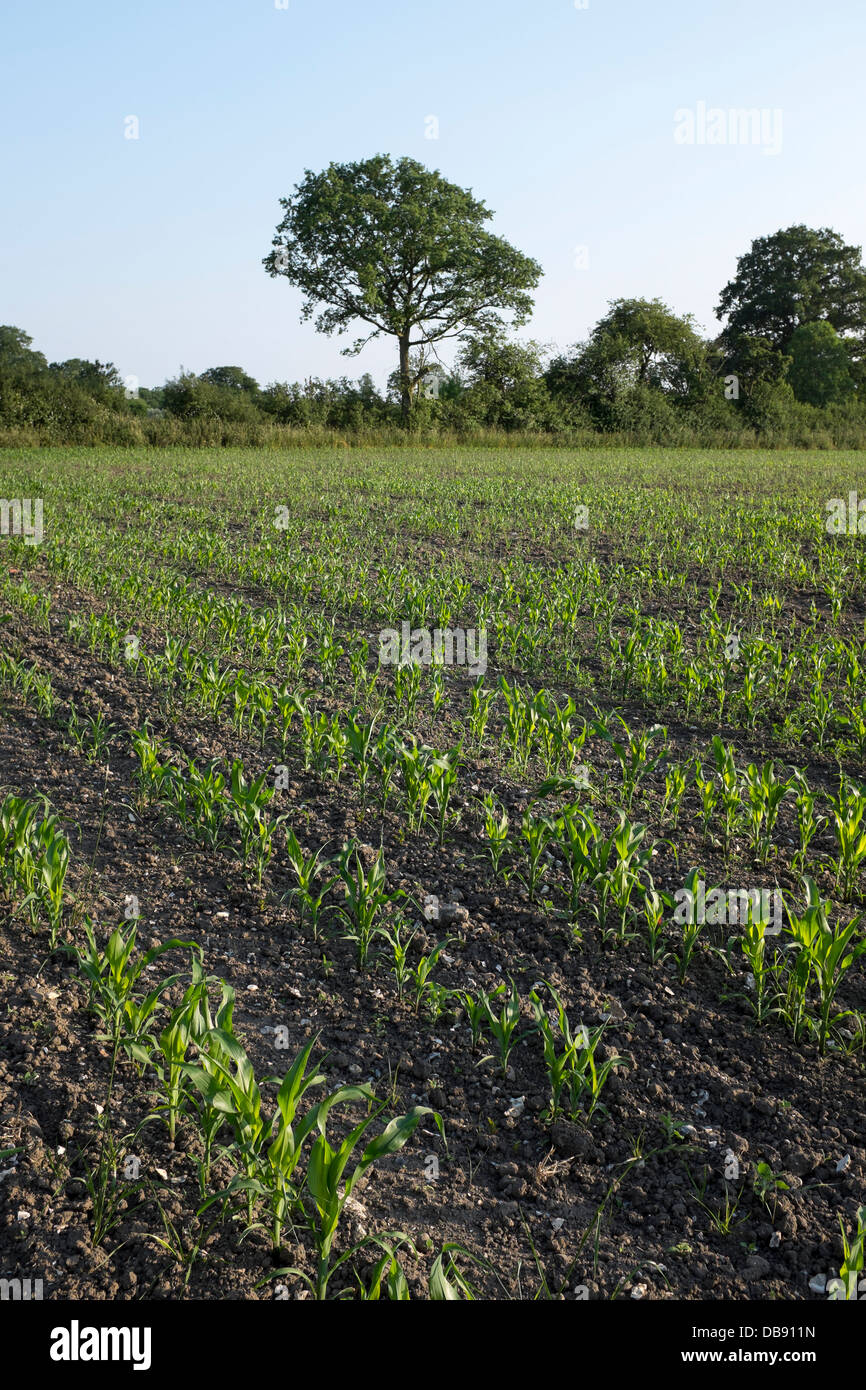 Les jeunes plants de maïs Farm Field Banque D'Images