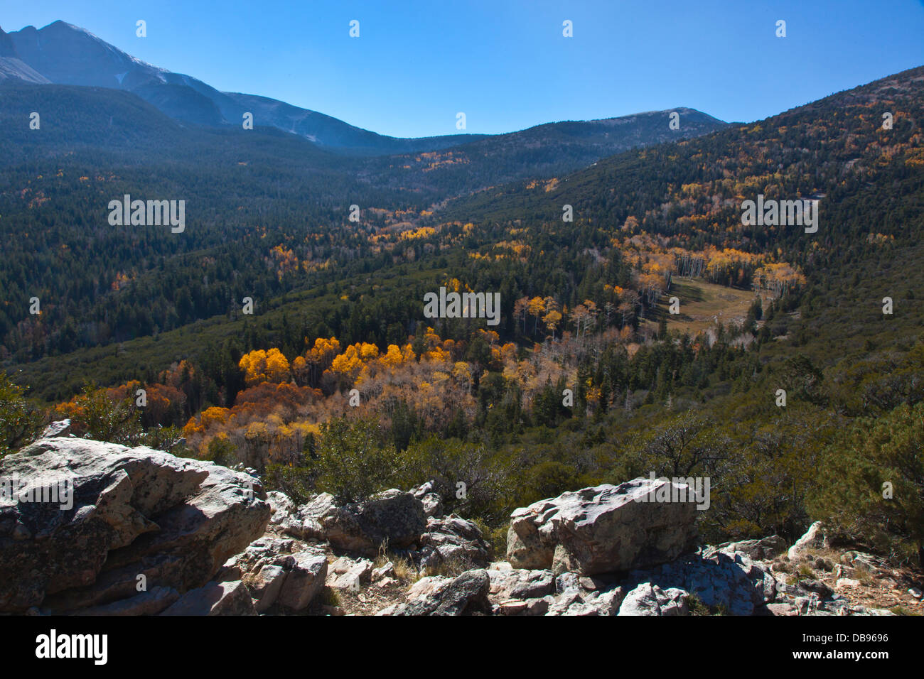 Les trembles jaunissent en septembre au Parc National du Grand Bassin - NEVADA Banque D'Images