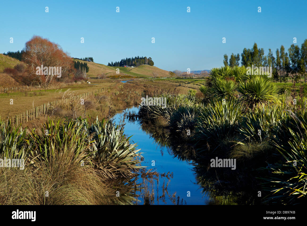 Canal de drainage et planté de riverains, des plaines, près de Dunedin Taieri, île du Sud, Nouvelle-Zélande Banque D'Images