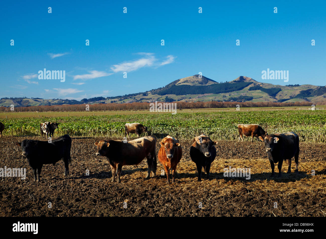 Vaches et Saddle Hill, Plaines Taieri, près de Dunedin, île du Sud, Nouvelle-Zélande Banque D'Images