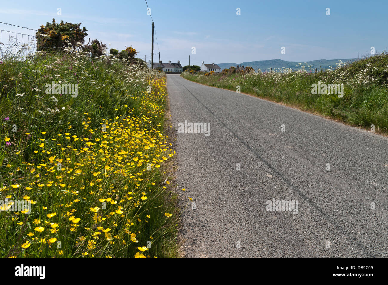 Fleurs de bord de la route Banque de photographies et d’images à haute — free download