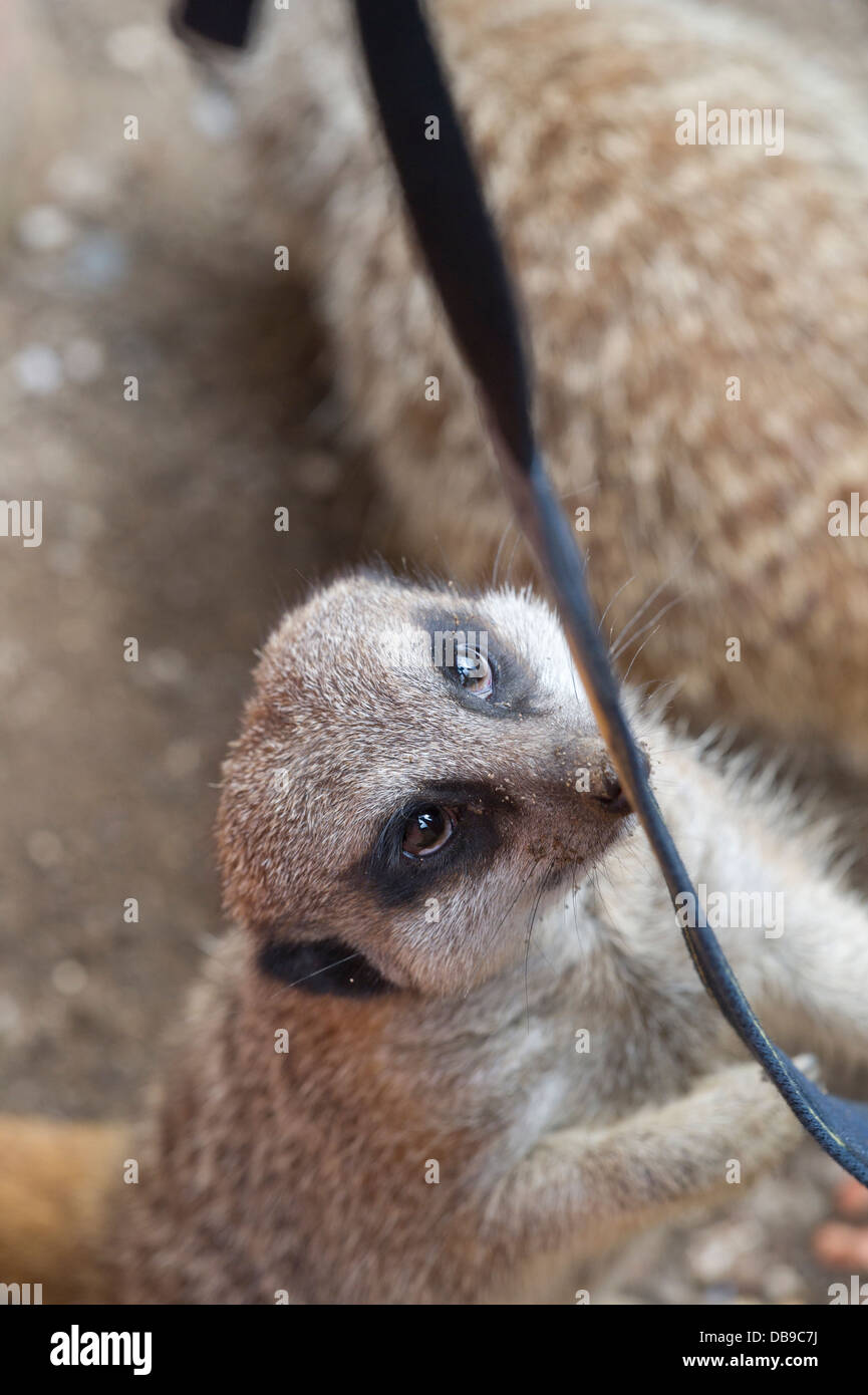 Meerkat (Suricata suricatta) Banque D'Images