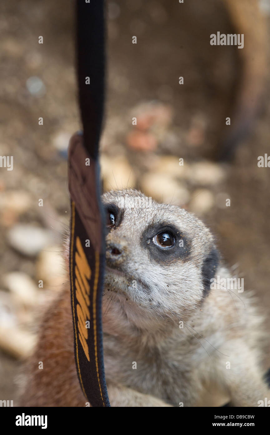 Meerkat (Suricata suricatta) Banque D'Images