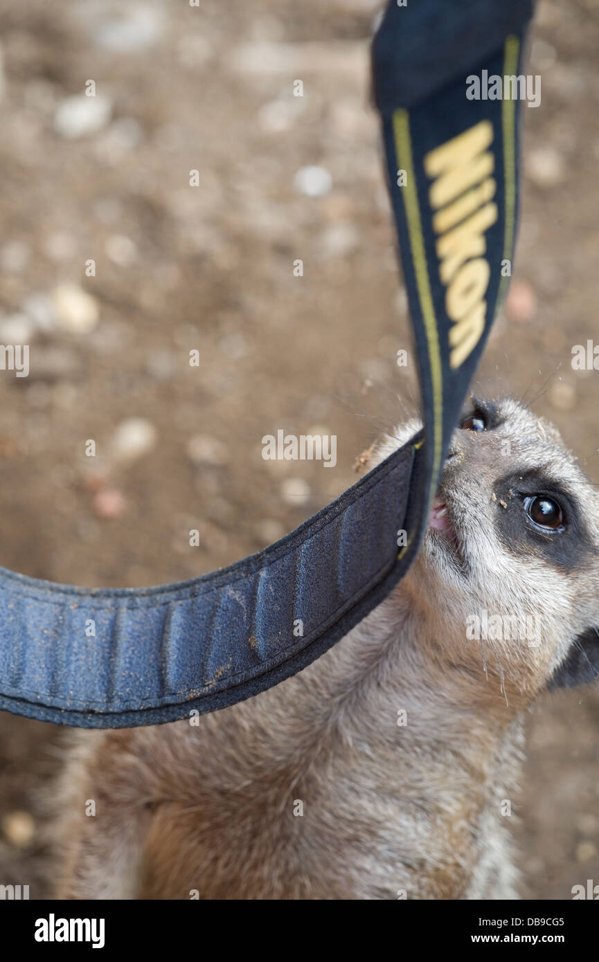 Meerkat (Suricata suricatta) Banque D'Images