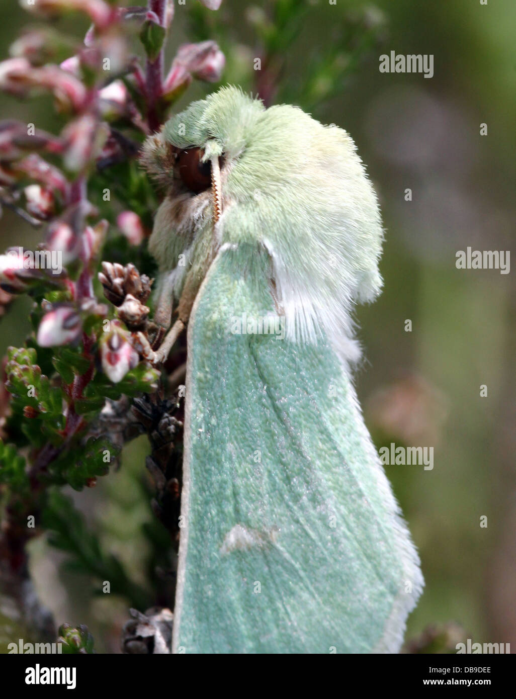 Le Burren rare papillon vert (Calamia tridens) dans diverses poses in fine détail macro - 14 images dans tous les Banque D'Images