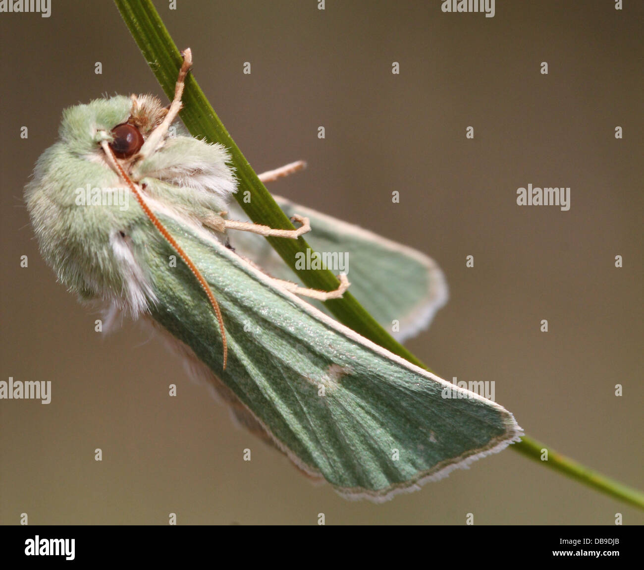 Le Burren rare papillon vert (Calamia tridens) dans diverses poses in fine détail macro - 14 images dans tous les Banque D'Images