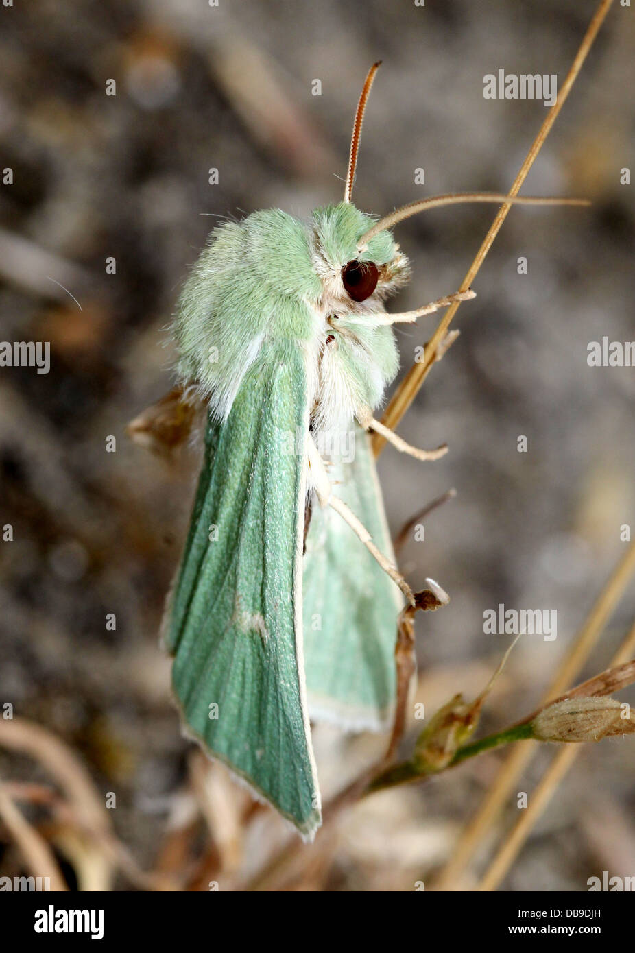 Le Burren rare papillon vert (Calamia tridens) dans diverses poses in fine détail macro - 14 images dans tous les Banque D'Images