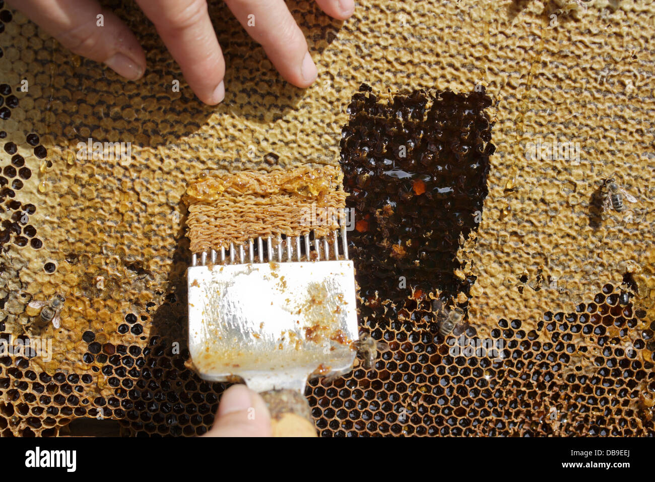 Le miel fuit de l'Honey comb après le couvercle de cire est élevé avec un peigne de la cire Banque D'Images