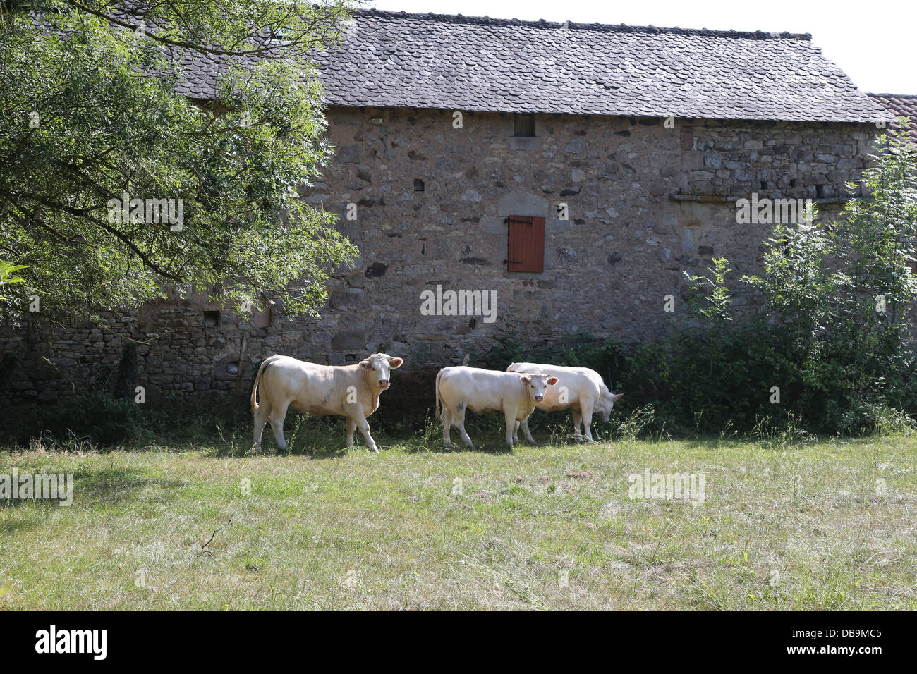 Le bétail à St Martial, Tarn et Garonne, France Banque D'Images