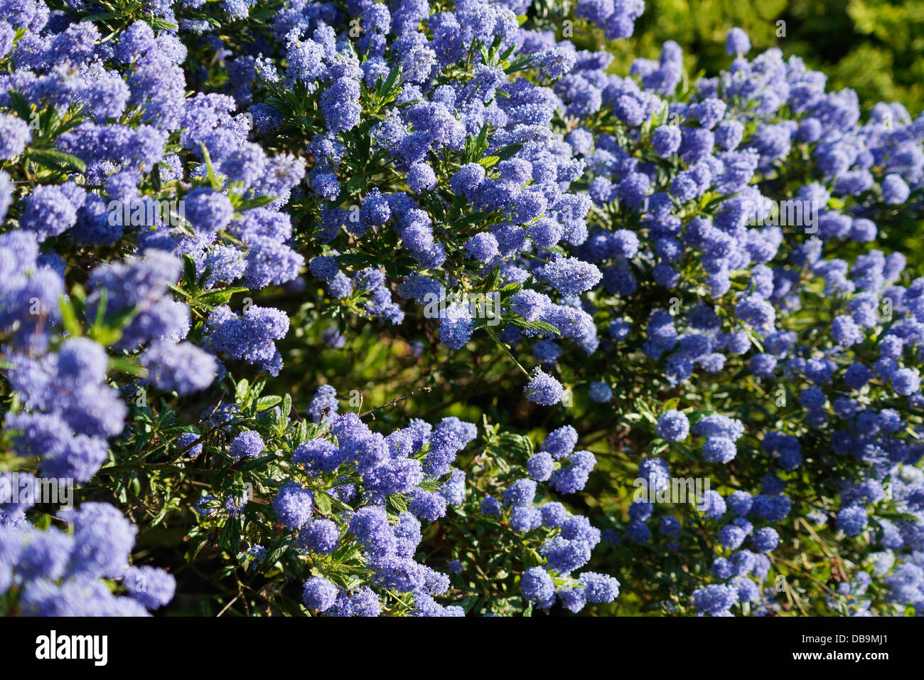 Ceanothus blue mound Californian Lilac arbuste floraison dans un jardin biologique Banque D'Images