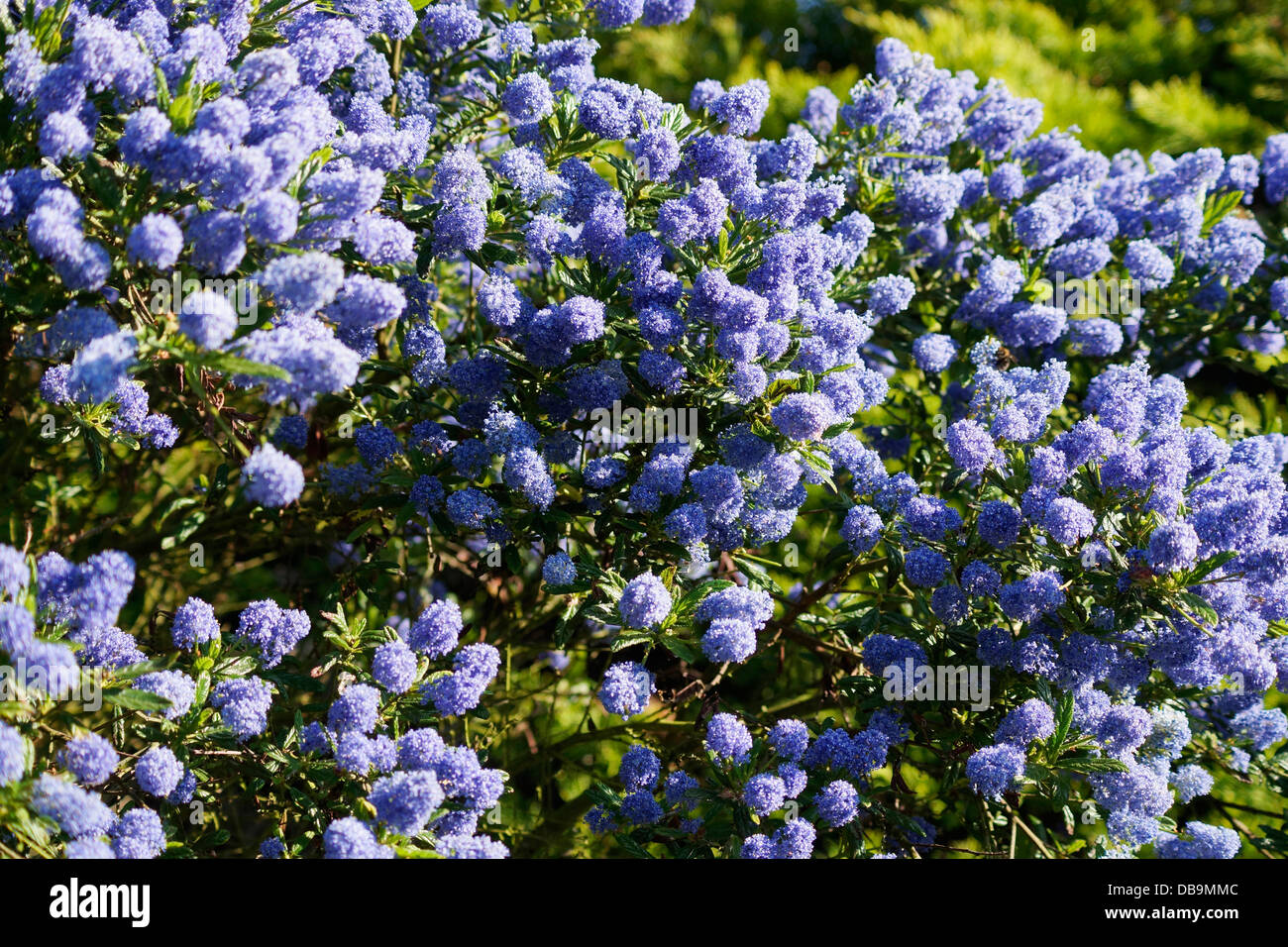 Idora Design Plant Of The Week California Lilac
