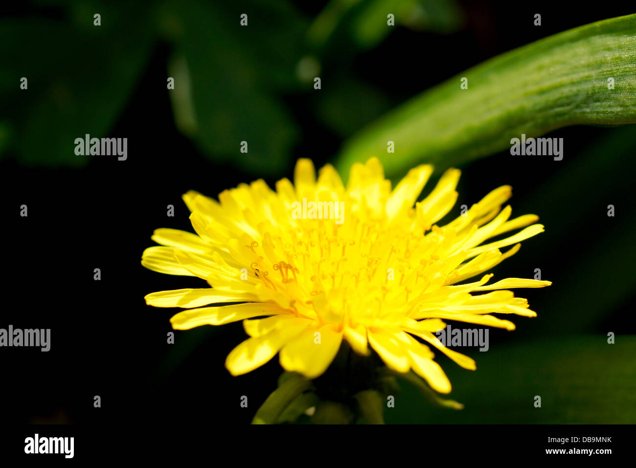 Un pissenlit un jardin commun et des mauvaises herbes est utilisé en phytothérapie bien connu pour être un diurétique Banque D'Images
