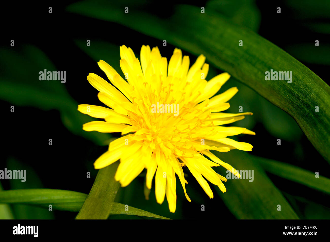 Un pissenlit un jardin commun et des mauvaises herbes est utilisé en phytothérapie bien connu pour être un diurétique Banque D'Images