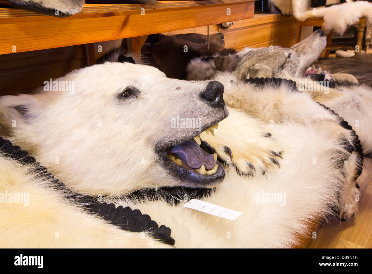 Un ours polaire en peluche dans un magasin à Longyearbyen au Spitzberg, Svalbard. Banque D'Images