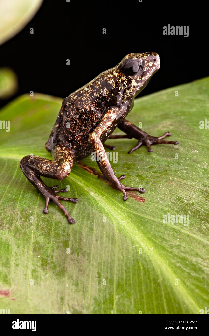 Poison arrow frog de forêt amazonienne tropicale péruvienne exotismebelle amphibian de jungle au Pérou Banque D'Images
