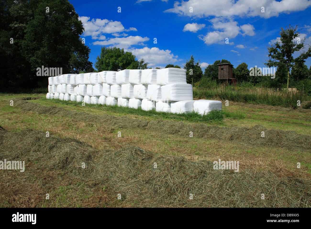 Des balles d'ensilage empilé sur une ferme de l'Allemagne, l'Europe Banque D'Images