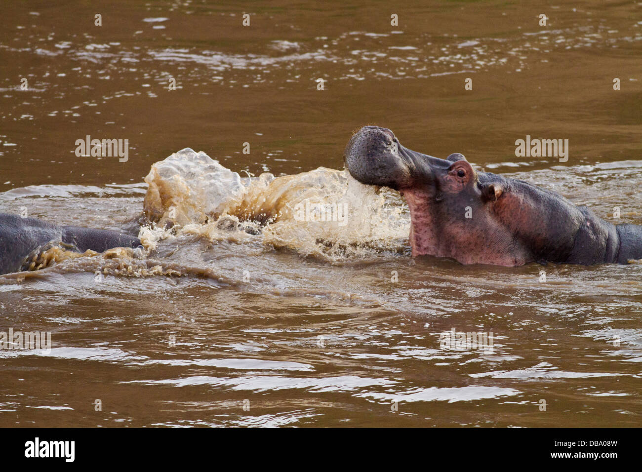 Hippopotames agressive dans la rivière Mara. Banque D'Images