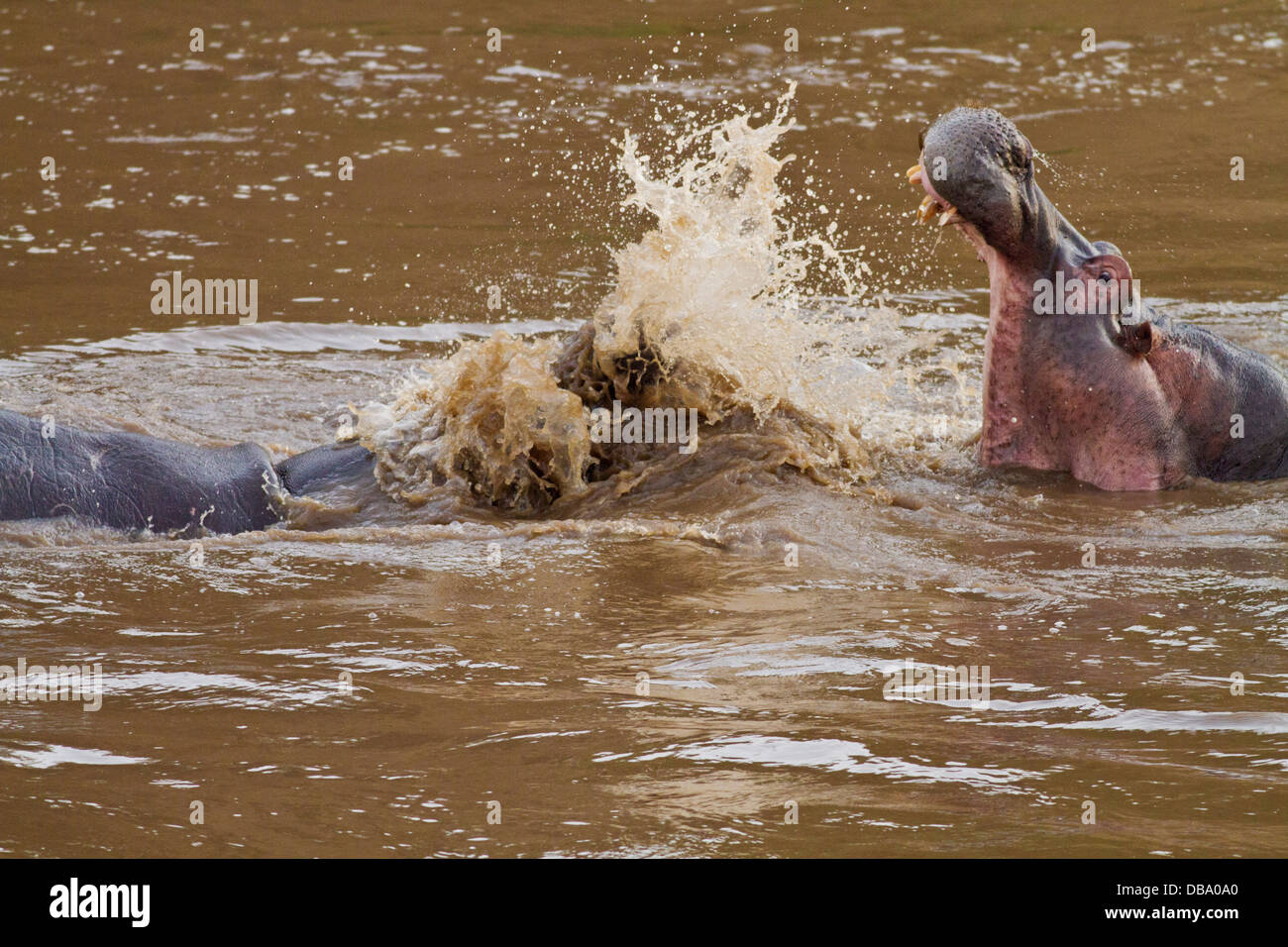 Hippopotames agressive dans la rivière Mara. Banque D'Images
