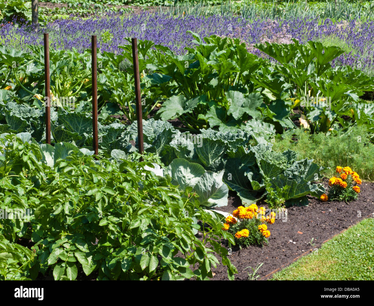 Pomme de terre (Solanum tuberosum), chou de savoie (Brassica oleracea var. sabauda), courgettes (Cucurbita pepo convar. Giromontiina) et marigold (Tagetes) Banque D'Images