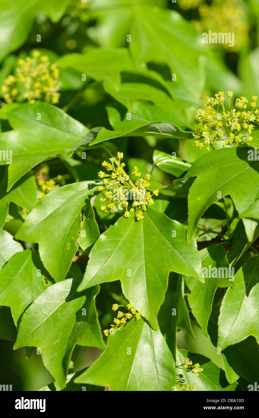 L'érable trident (Lonicera etrusca (br)) Banque D'Images