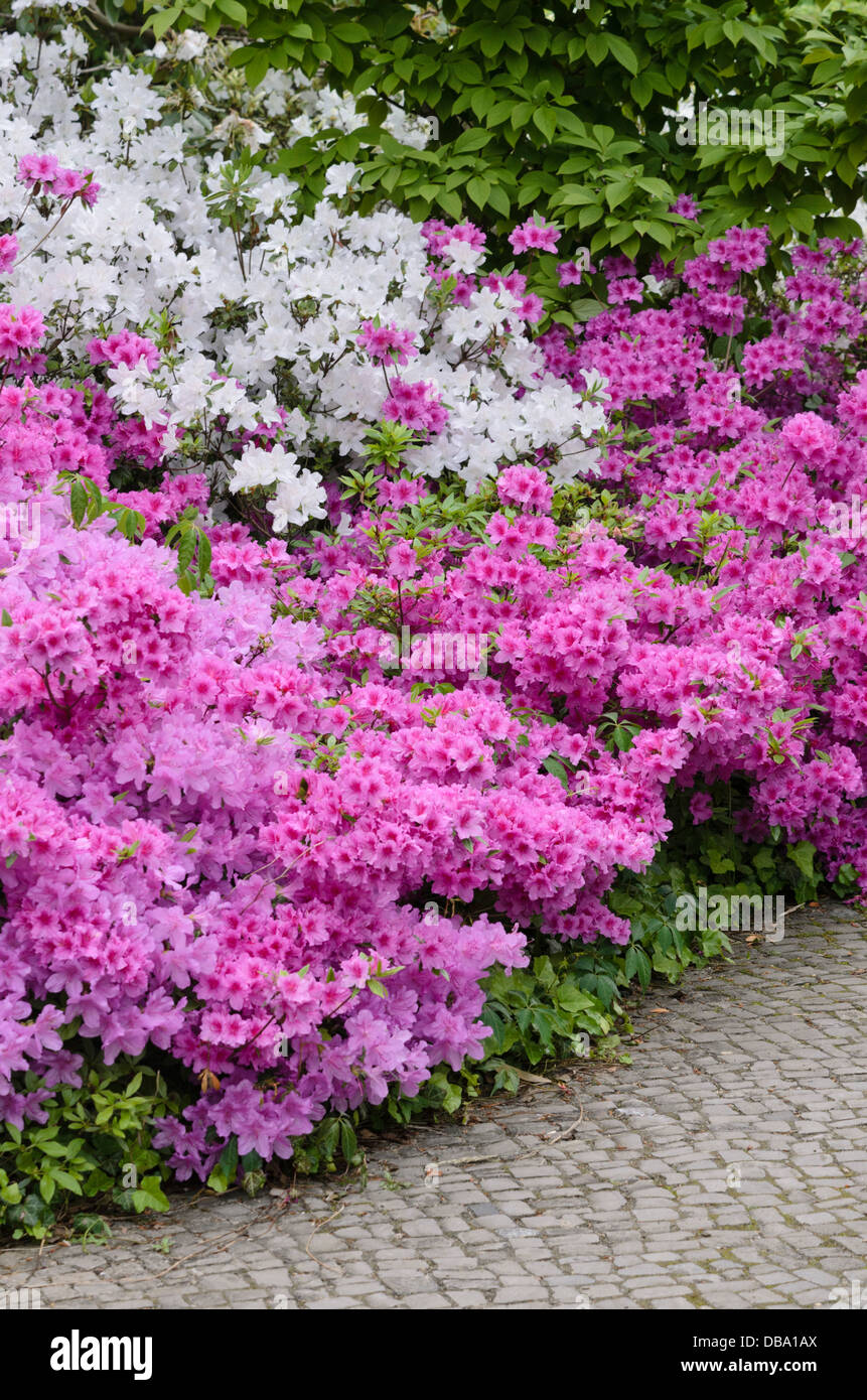 Azalées (rhododendron) Banque D'Images