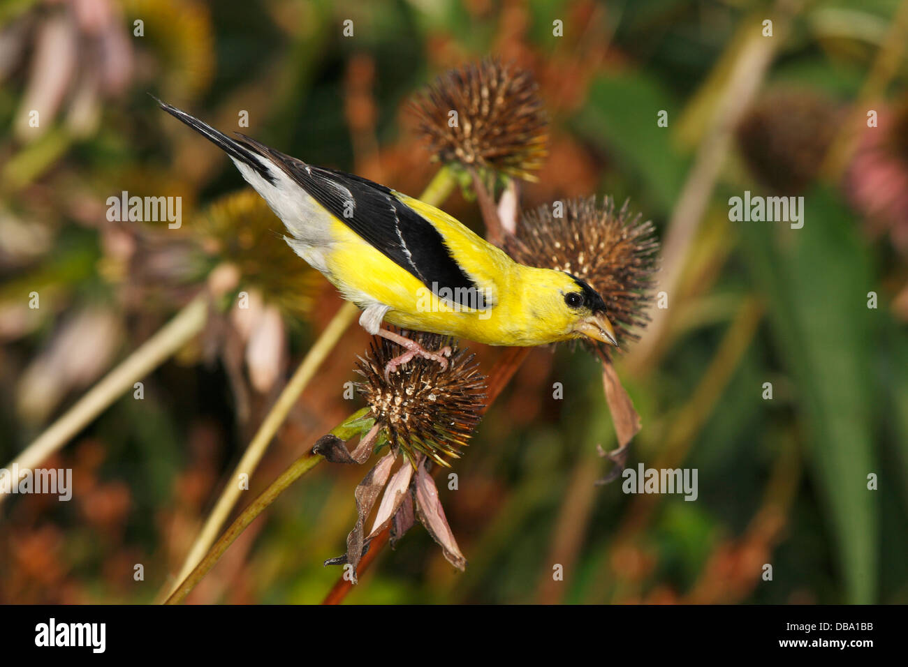 Un Petit Oiseau Jaune Le Chardonneret Jaune Carduelis