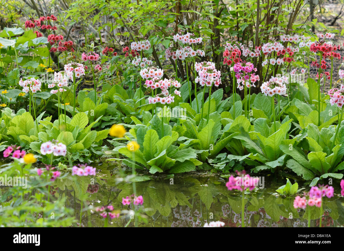 Chandeliers japonais la primevère (Primula japonica) Banque D'Images