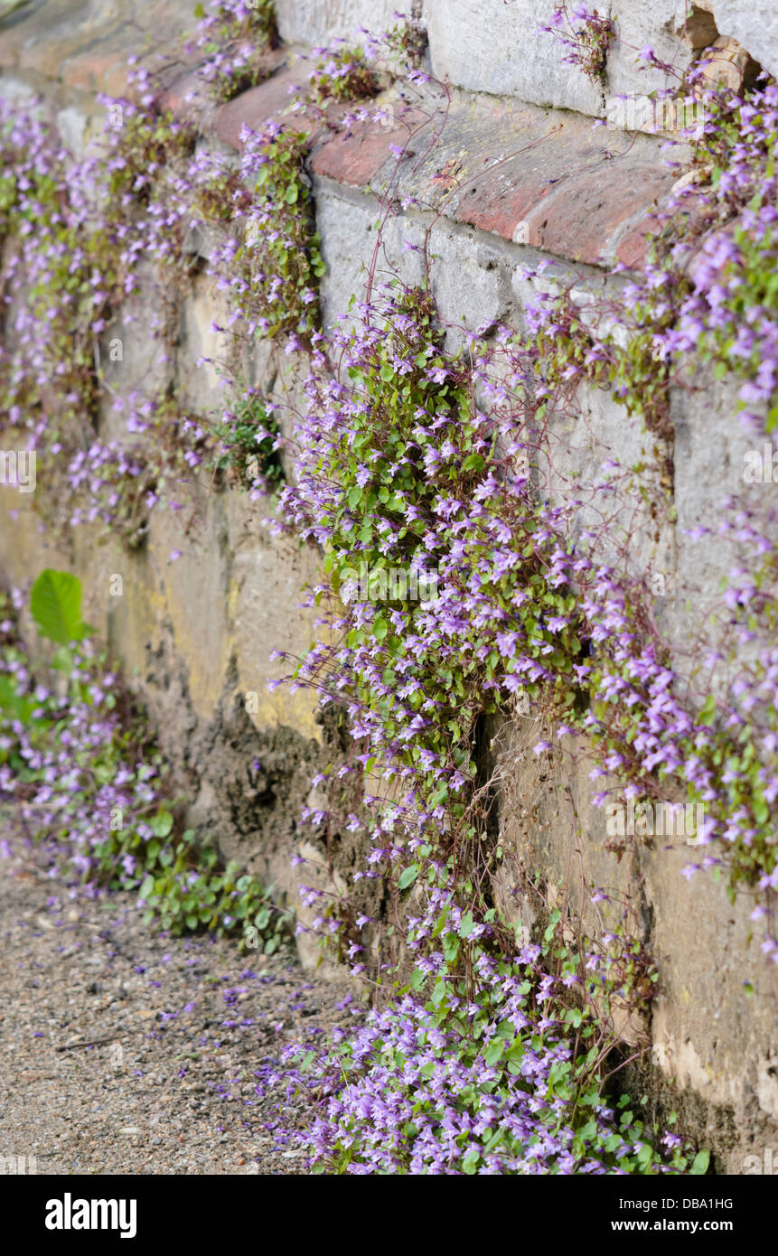 Linaire à feuilles de lierre (Cymbalaria muralis) Banque D'Images