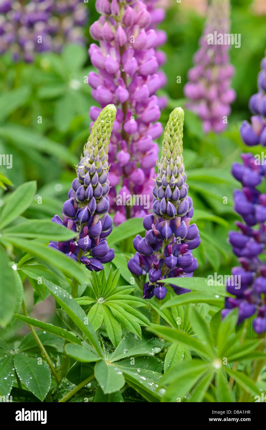 Jardin Le lupin (Lupinus polyphyllus) Banque D'Images