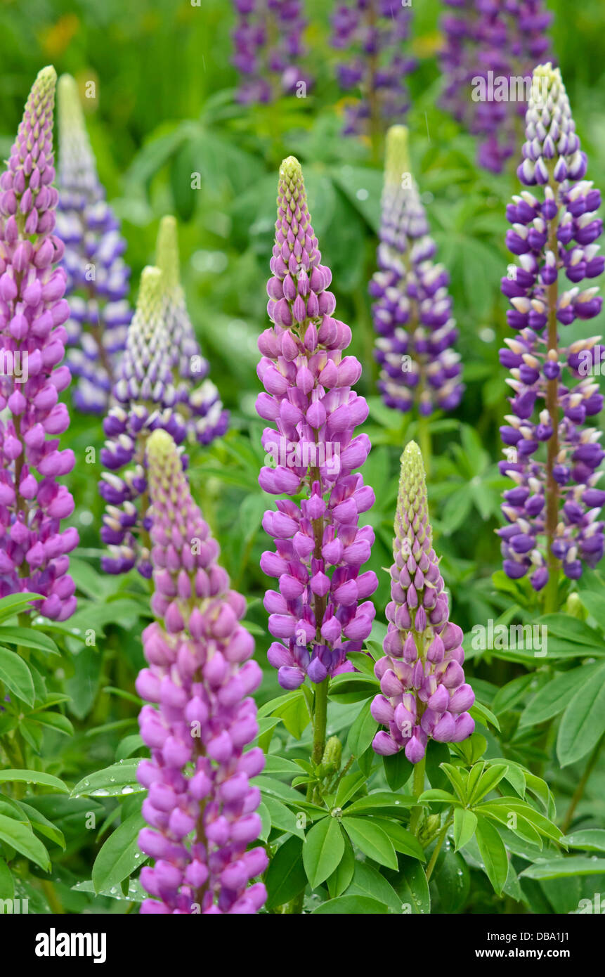 Jardin Le lupin (Lupinus polyphyllus) Banque D'Images