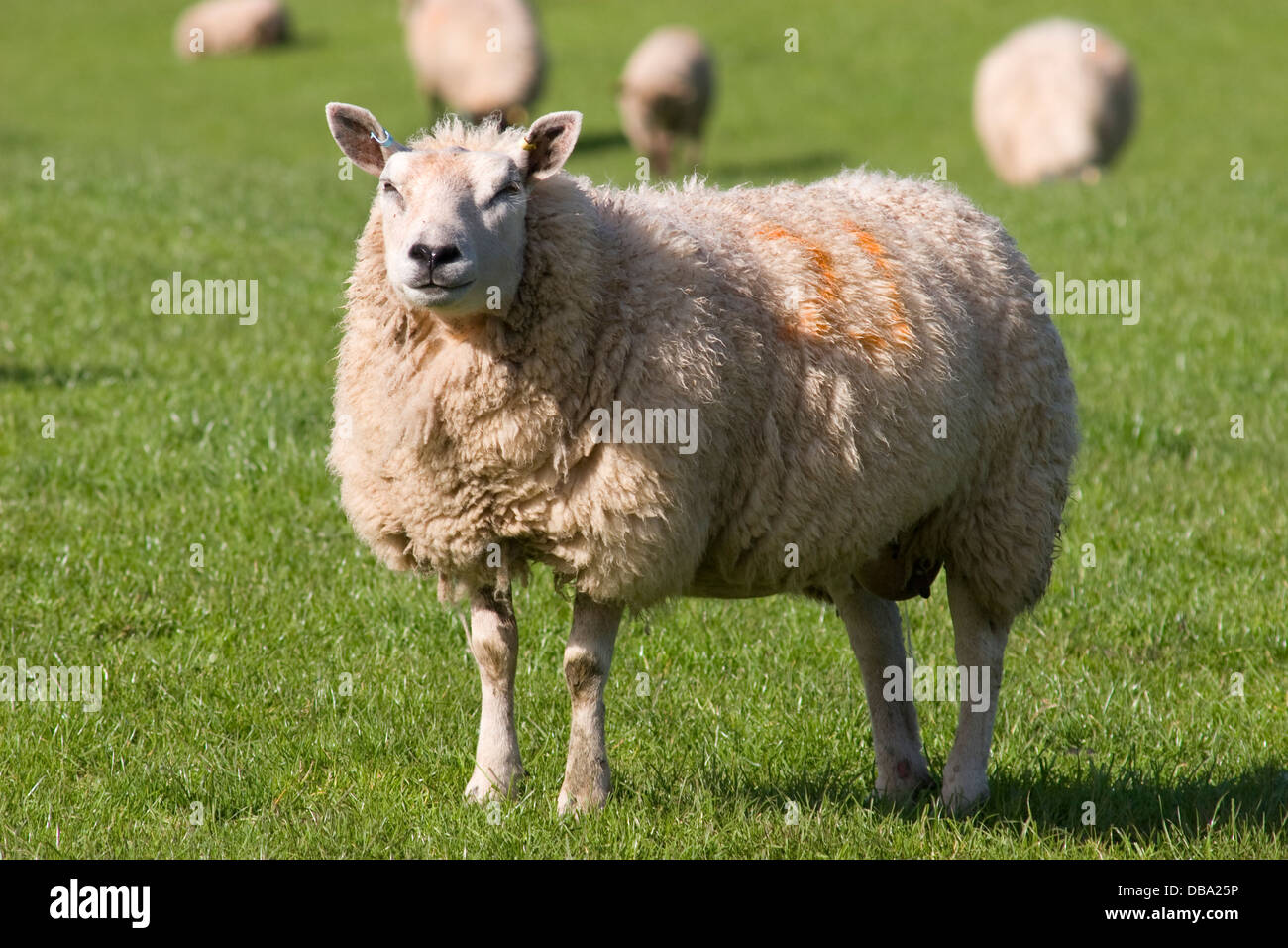 Texel loegel jet des moutons paissant à Dalton, Dumfries et Galloway, Écosse Banque D'Images