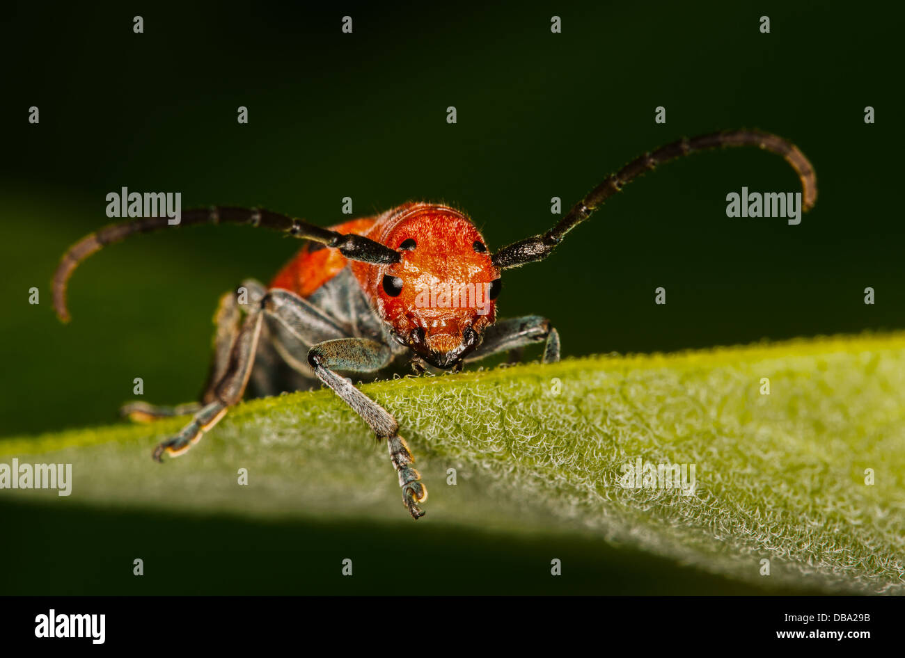 L'asclépiade rouge un coléoptère, Tetraopes tetrophthalmus, est un coléoptère de la famille des Cerambycidae, se nourrit d'une feuille d'Asclépiade,Lurie Garden. Banque D'Images