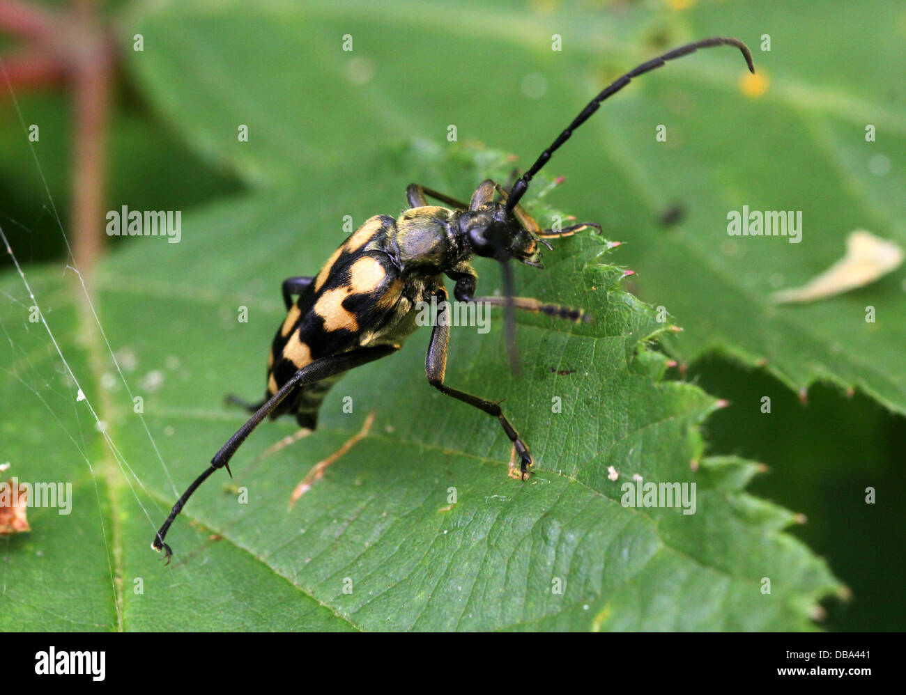 Macro détaillée des quatre bandes de Longhorn Beetle ( Strangalia quadrifasciata, aussi Rutpela quadrifasciata) posant sur une feuille Banque D'Images