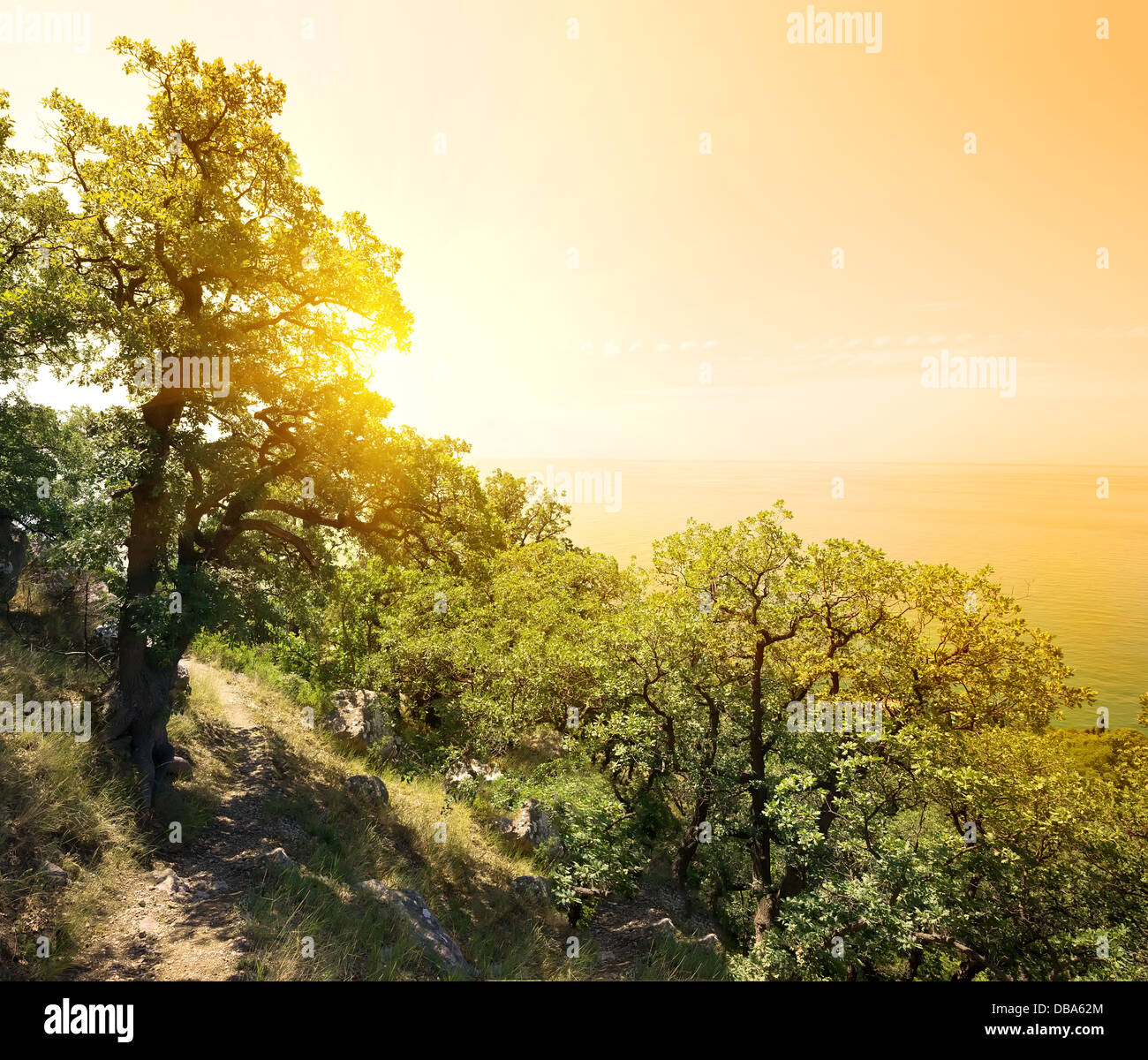 Beau paysage avec des arbres verts dans les montagnes Banque D'Images