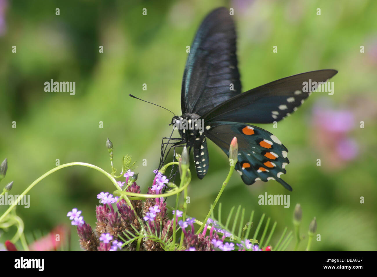 Un papillon en mouvement, le Pipevine Swallowtail Nectar sur les Fleurs de verveine brésilien, battus Philenor Banque D'Images