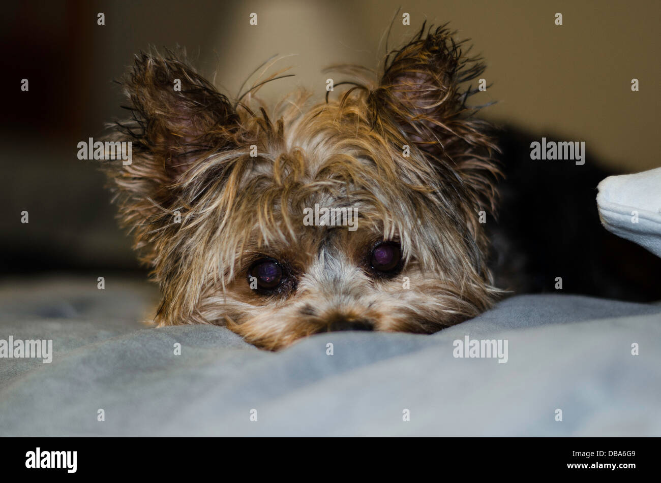 Yorkshire Terrier après un bain Banque D'Images