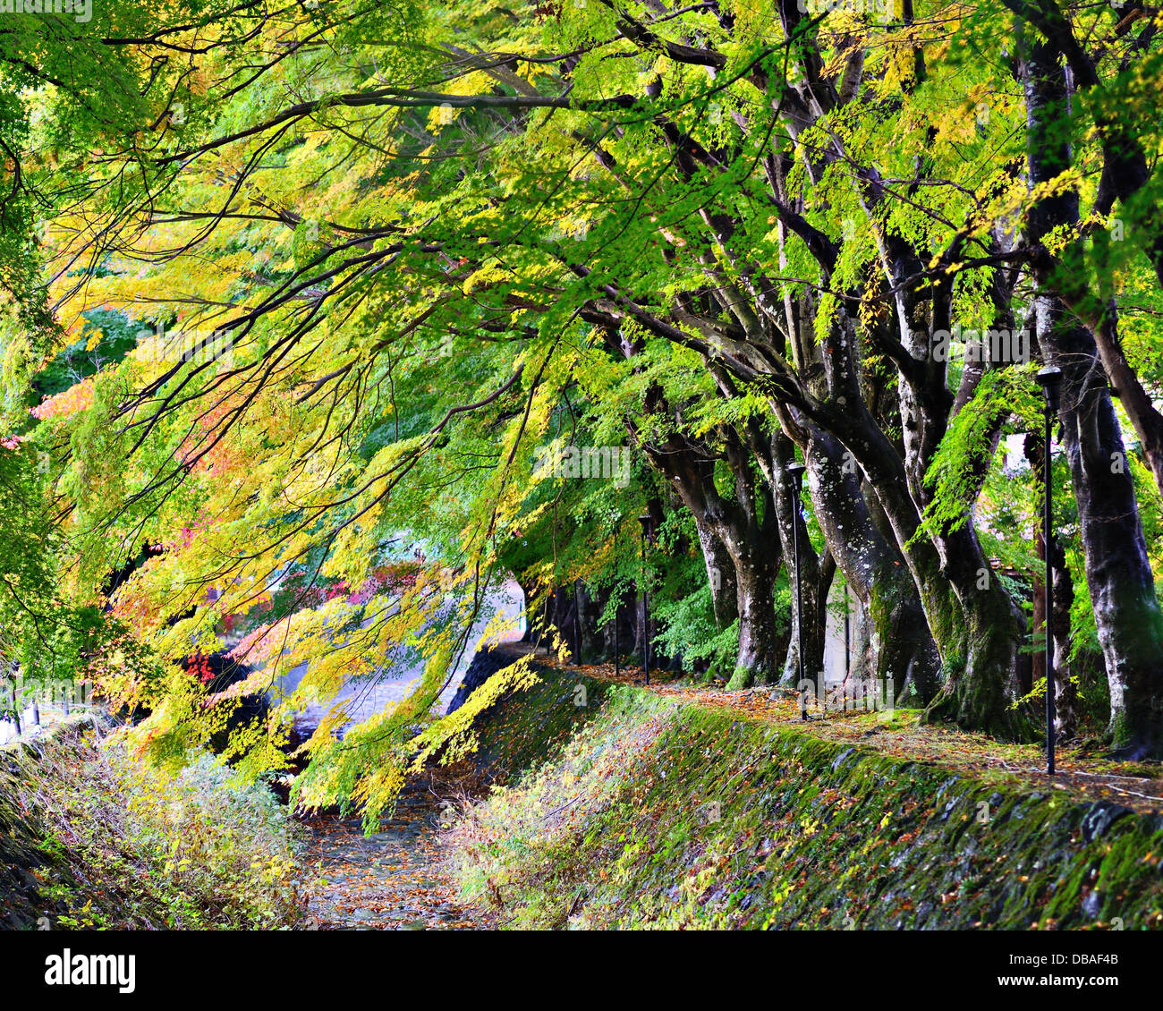 Feuille d'érable en Tunnel Kawaguchi, le Japon. Banque D'Images